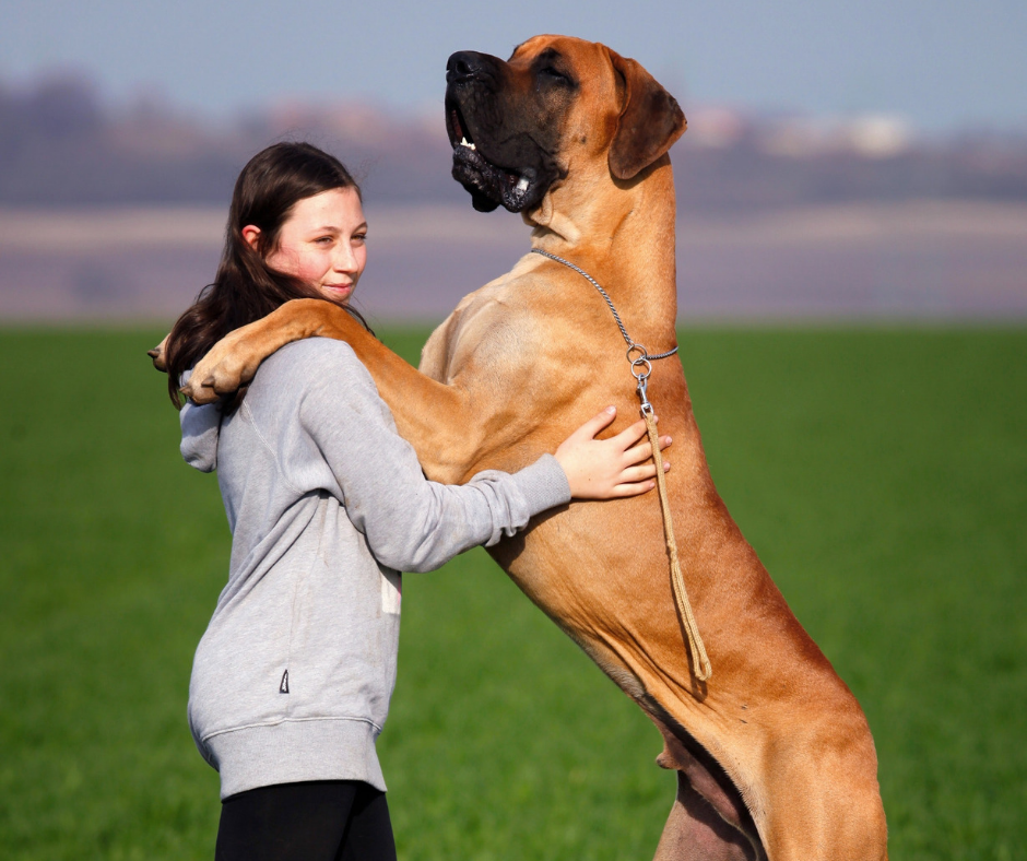 Prendere un cane grande