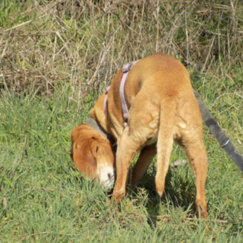 la passeggiata per il cane