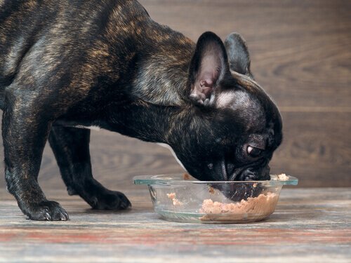  il cibo umido per cani