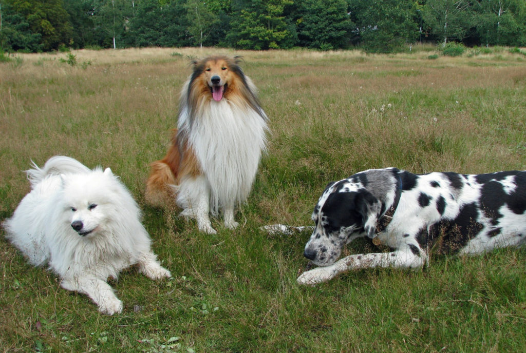 diversità tra le razze di cani