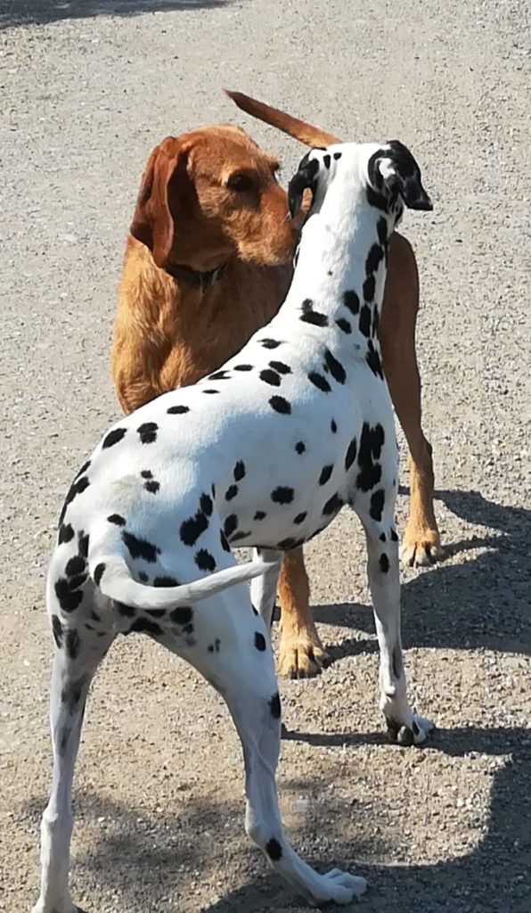 scodinzolio del cane
