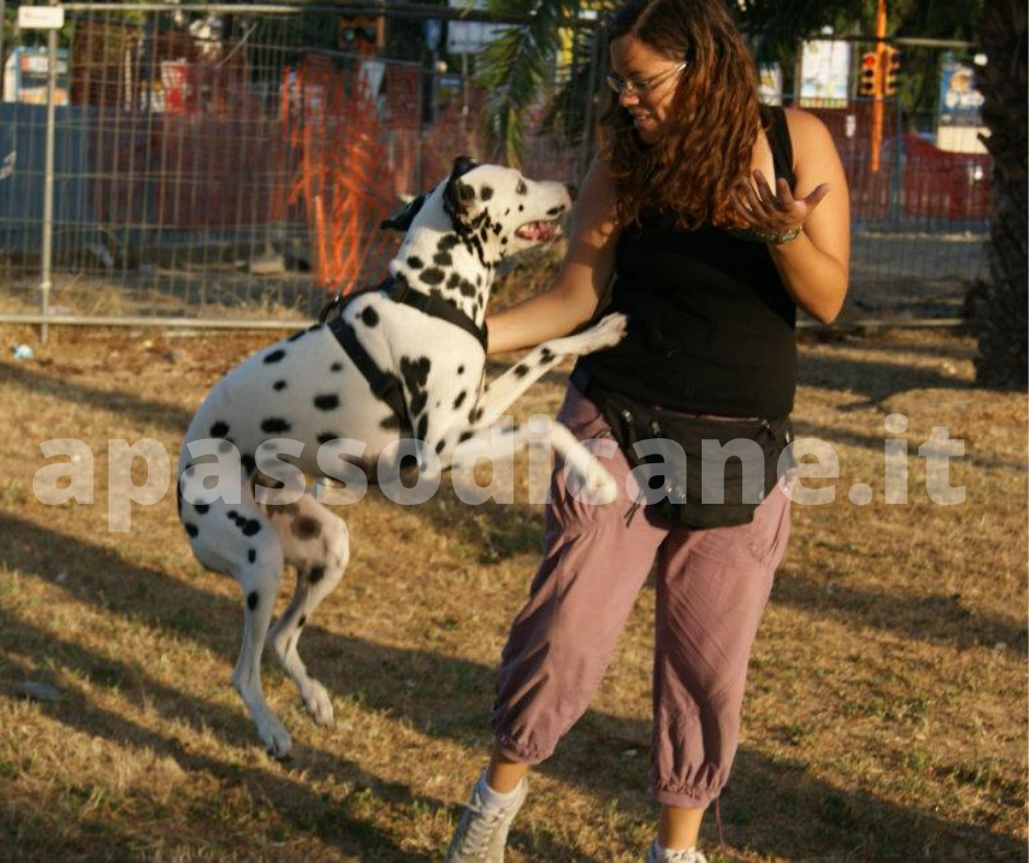 i cani provano le stesse emozioni dei proprietari