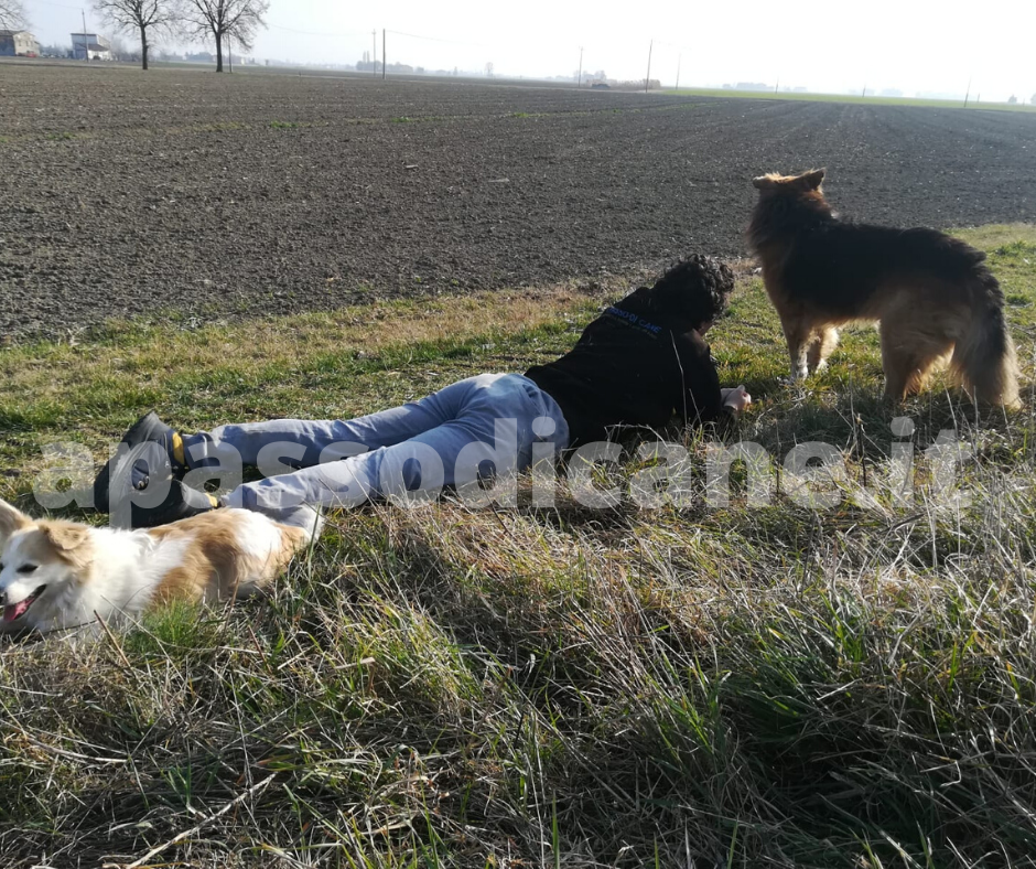 I cani sentono l'odore delle emozioni