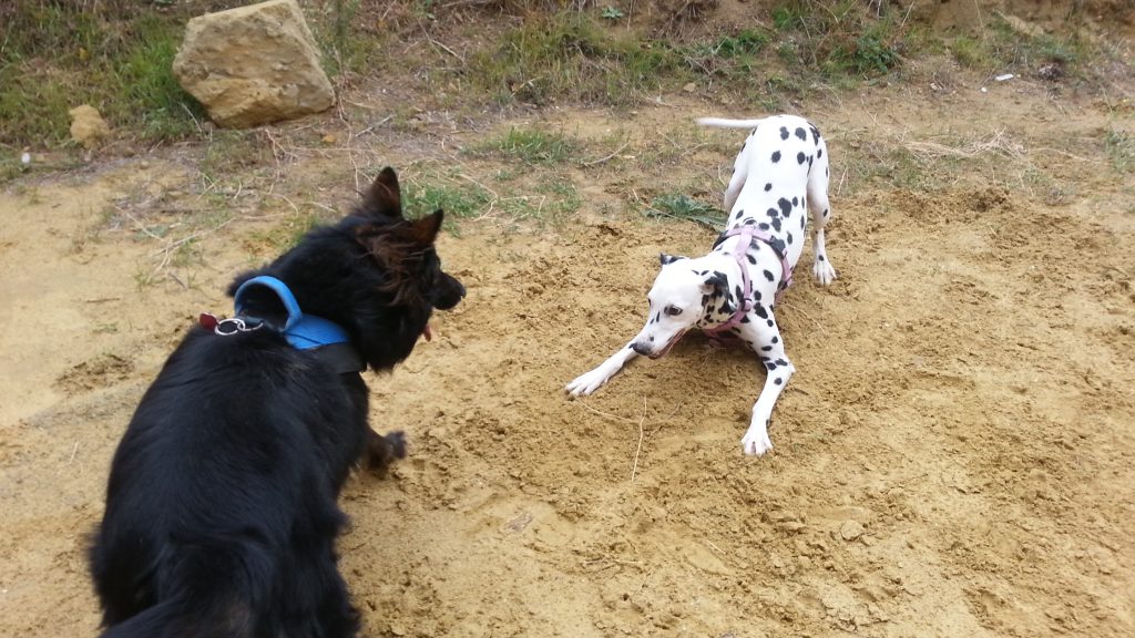 il gioco nel cane