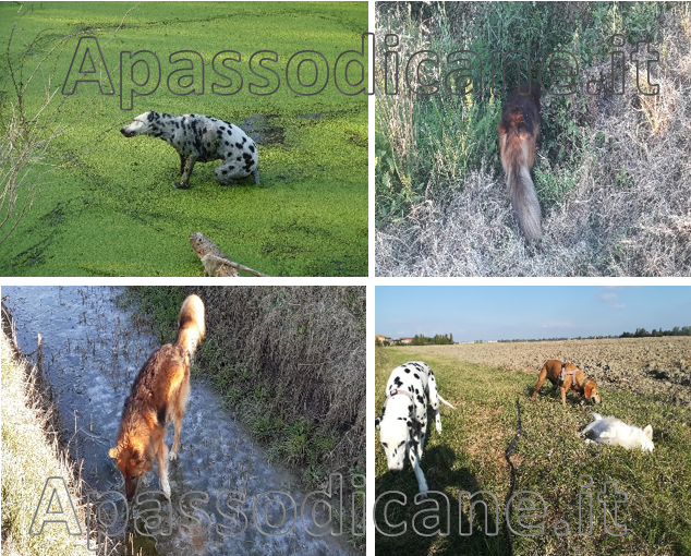 la passeggiata per il cane