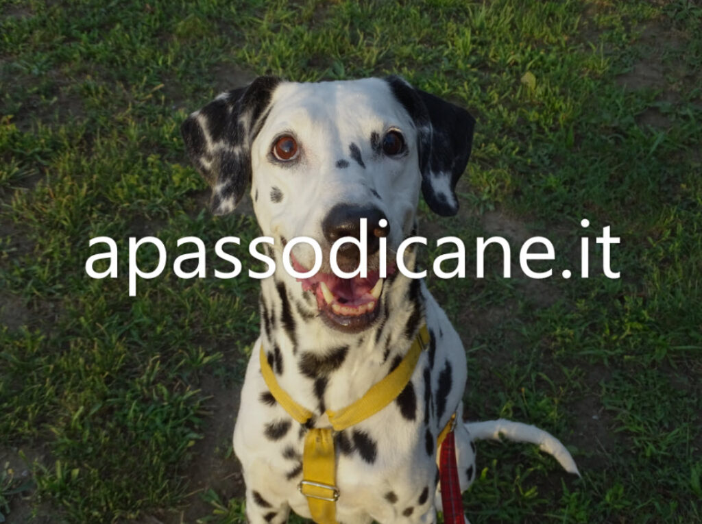 Neurobiologia delle espressioni facciali dei cani: positiva