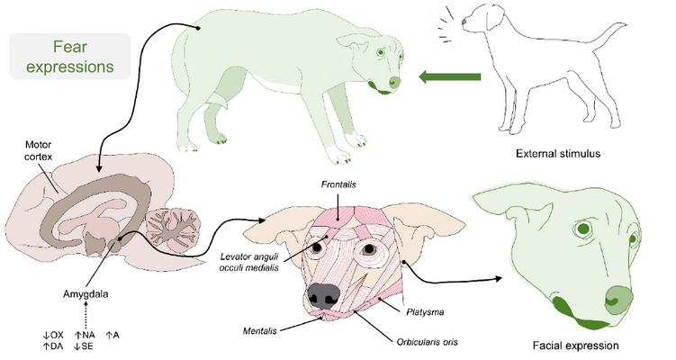 Neurobiologia delle espressioni facciali dei cani